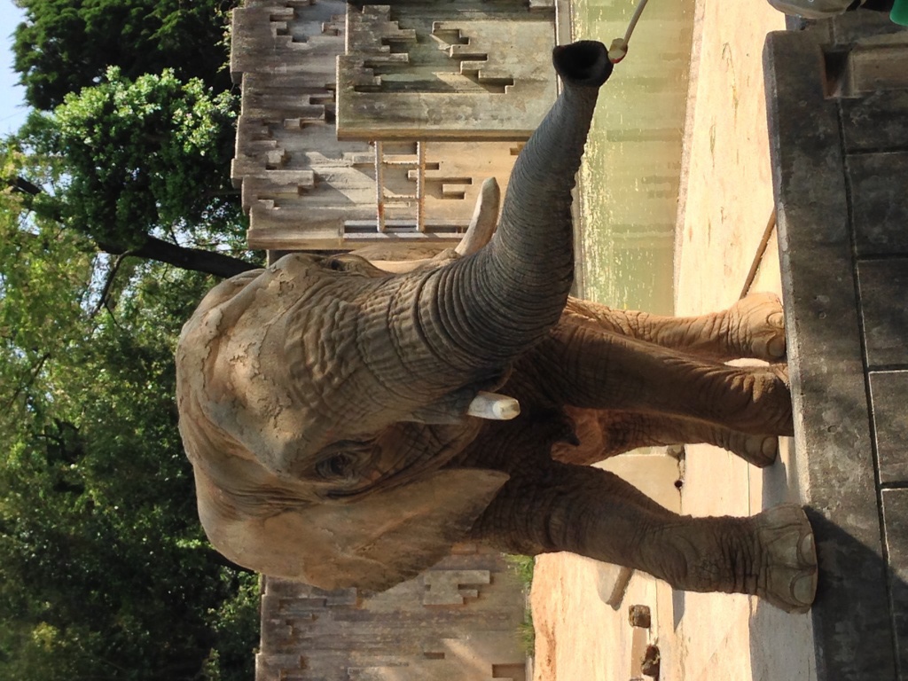 もっといっぱい食べたい！