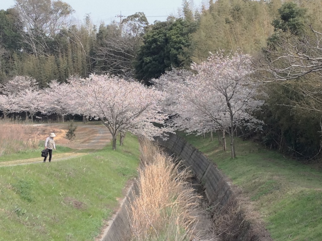 ホタルの里に桜咲く