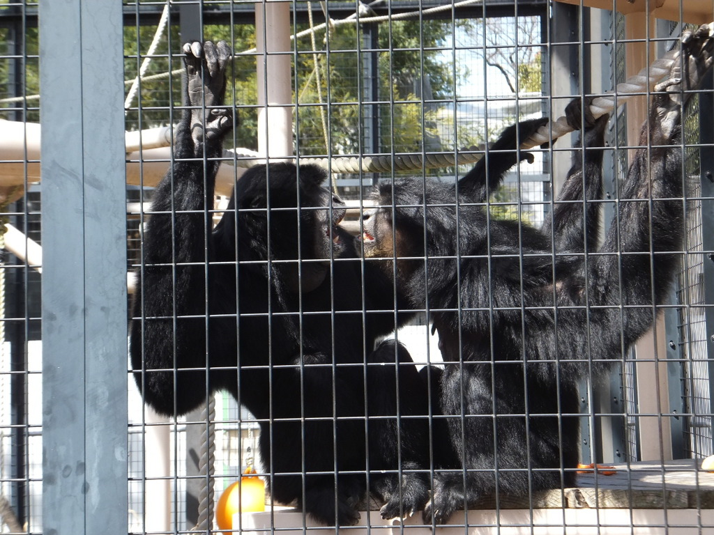 夫婦ケンカ　嫁？の勝ち！