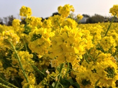 渥美半島菜の花畑