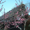 梅と合掌造り