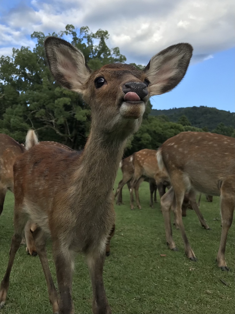 べーっ