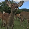 べーっ