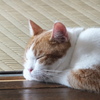 お昼寝大好き