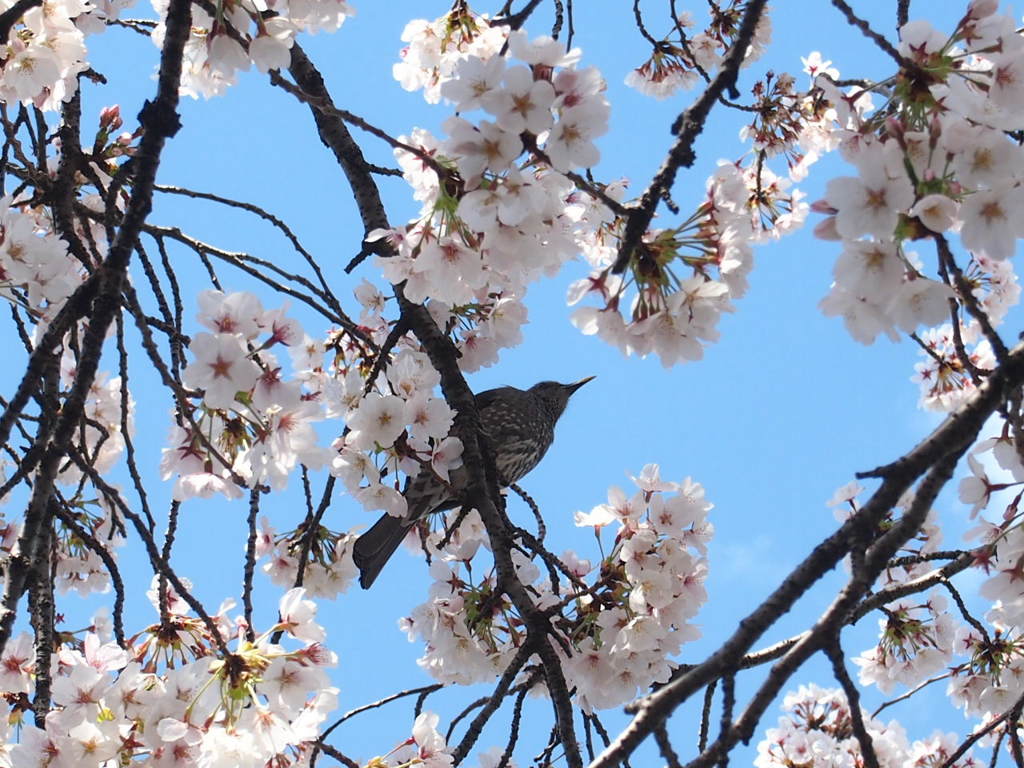 鳥さんも桜見学