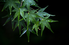 梅雨のもみじ