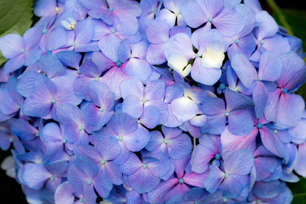 紫陽花