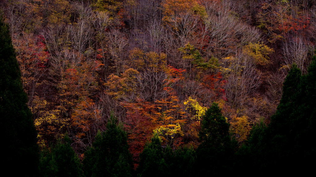 雨の紅葉