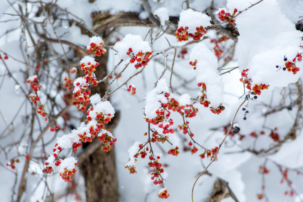 雪と赤い実