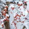 雪と赤い実