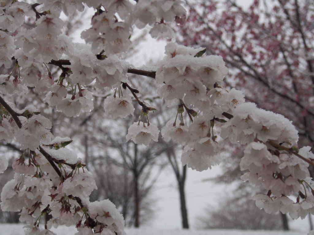雪桜