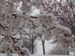 雪桜