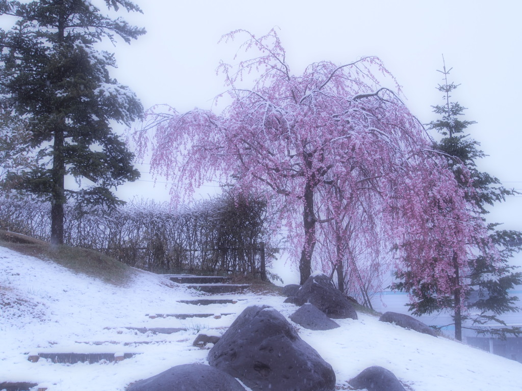 雪桜