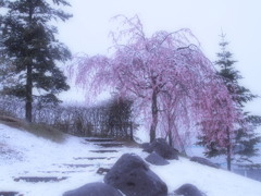 雪桜