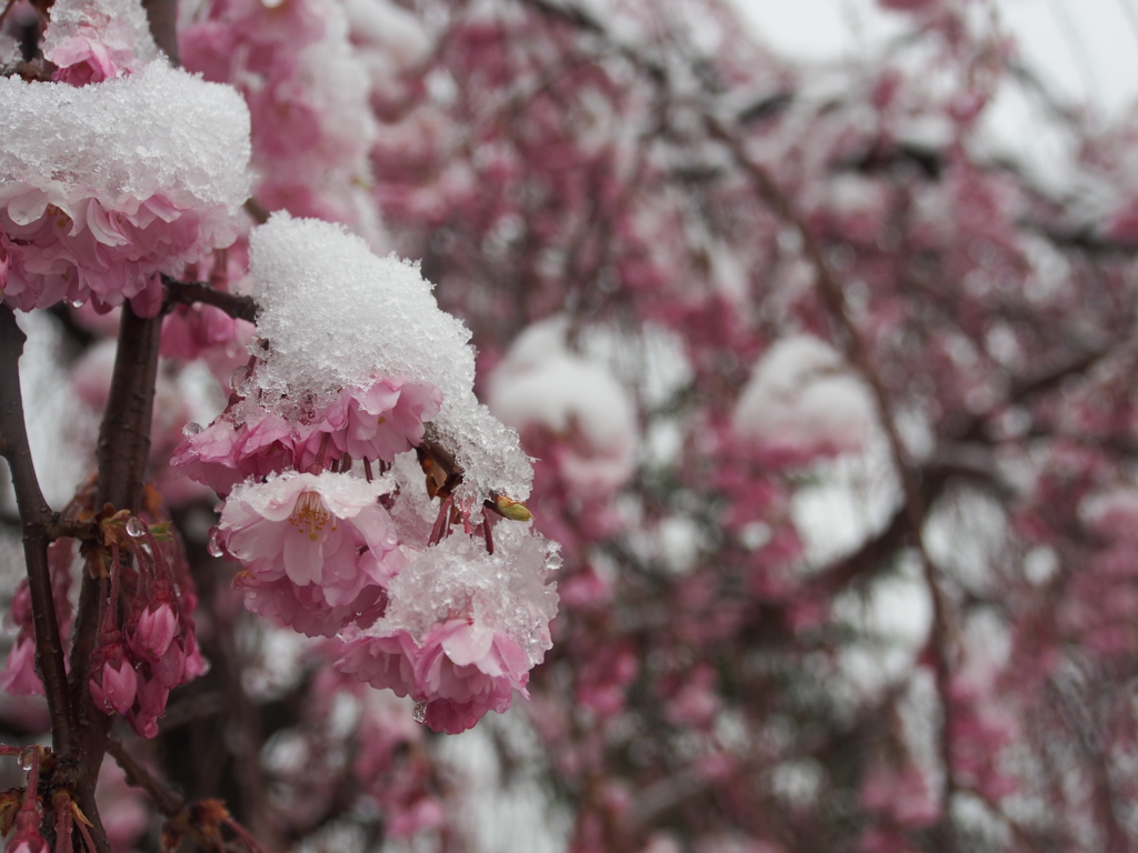 雪桜