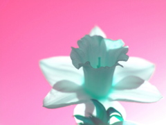 憧れて。