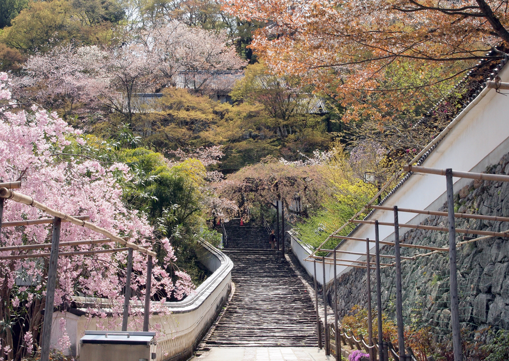 枝垂れ桜と石段と白塀