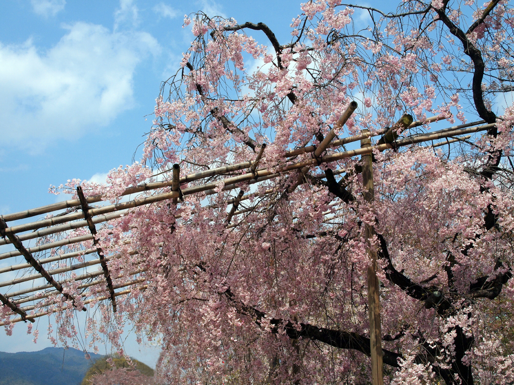 京都・半木（なからぎ）の桜