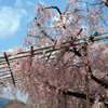 京都・半木（なからぎ）の桜