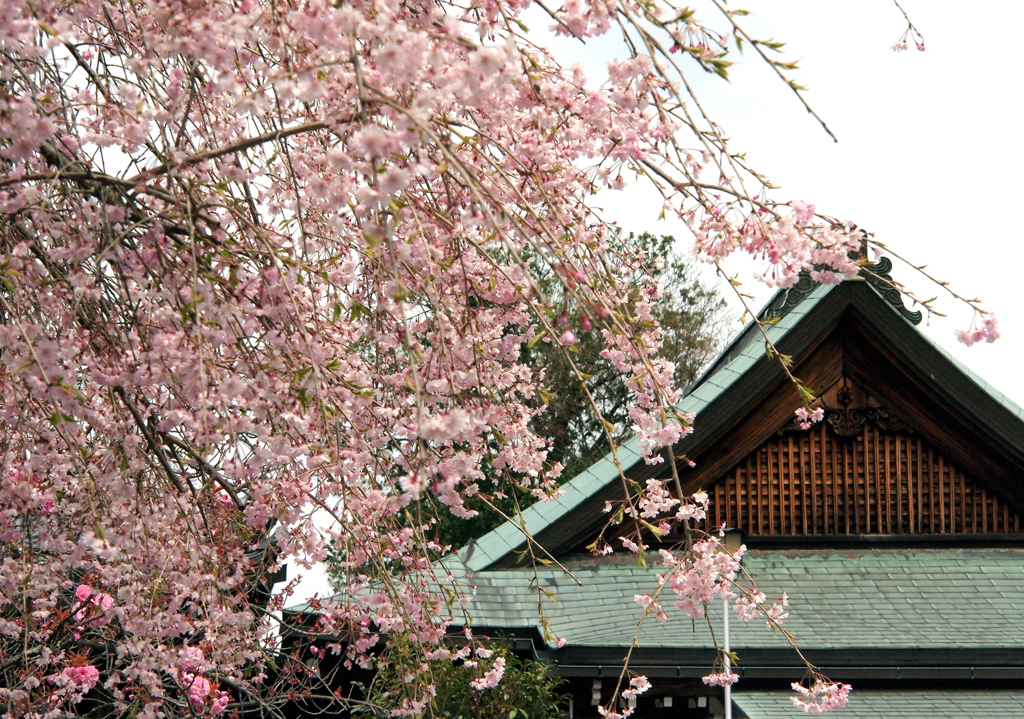 家康公も見た桜？