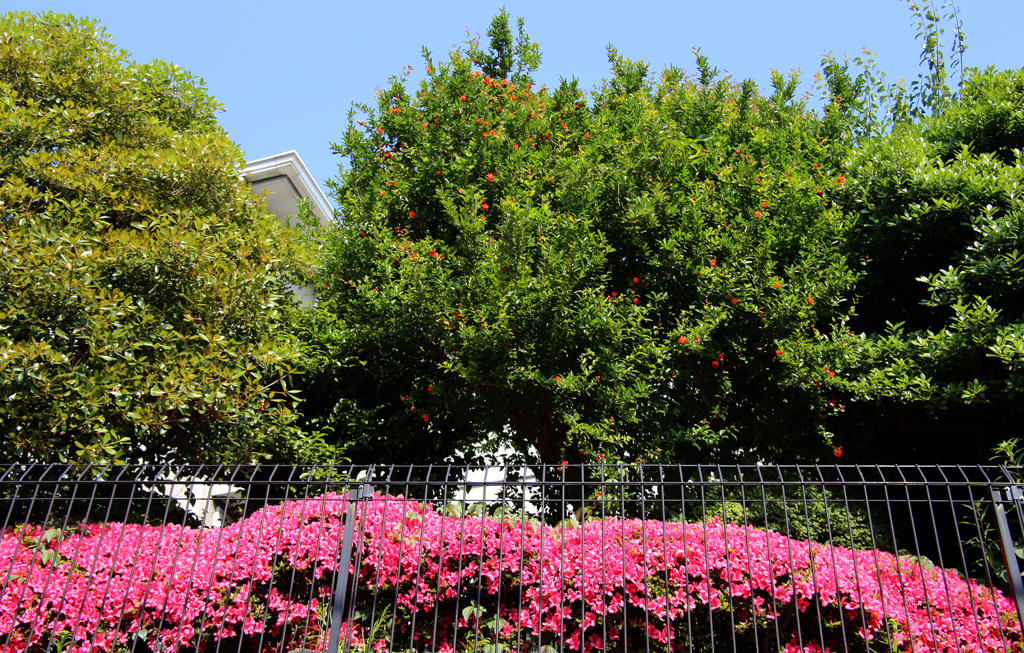 都会の空・樹・花