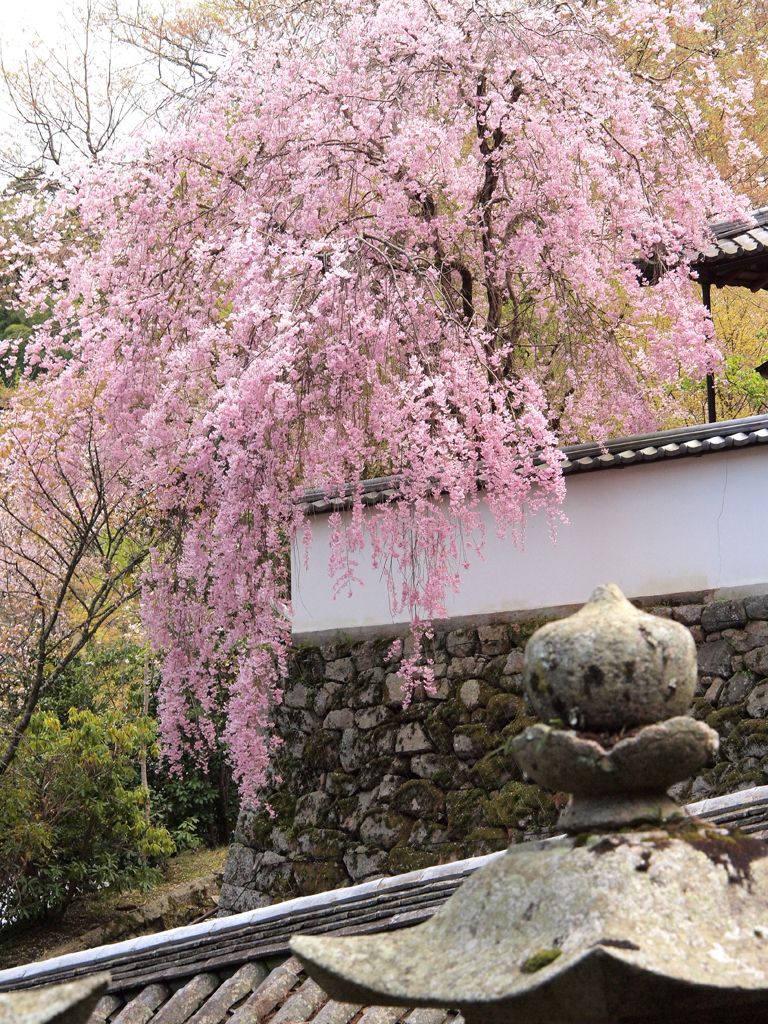 和桜の極