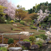 「昭和の名園」のさくら