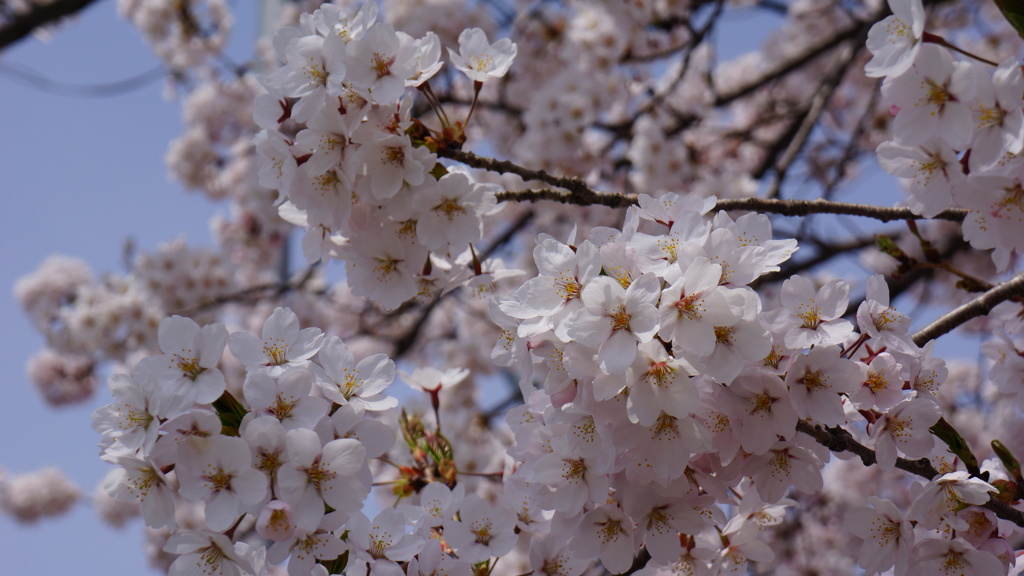 十和田の桜