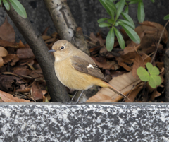 ジョウビタキのメス？？