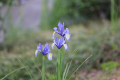 峰山公園芝生広場の菖蒲