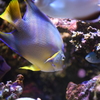 タウンゼントエンゼル