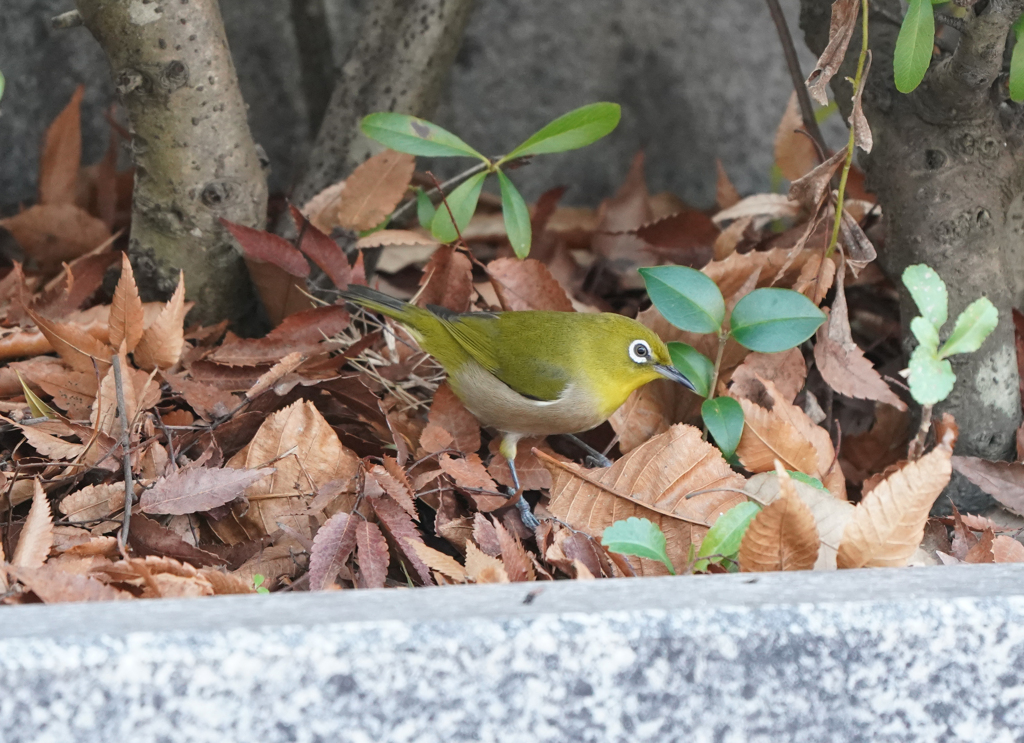 中央公園のメジロ1