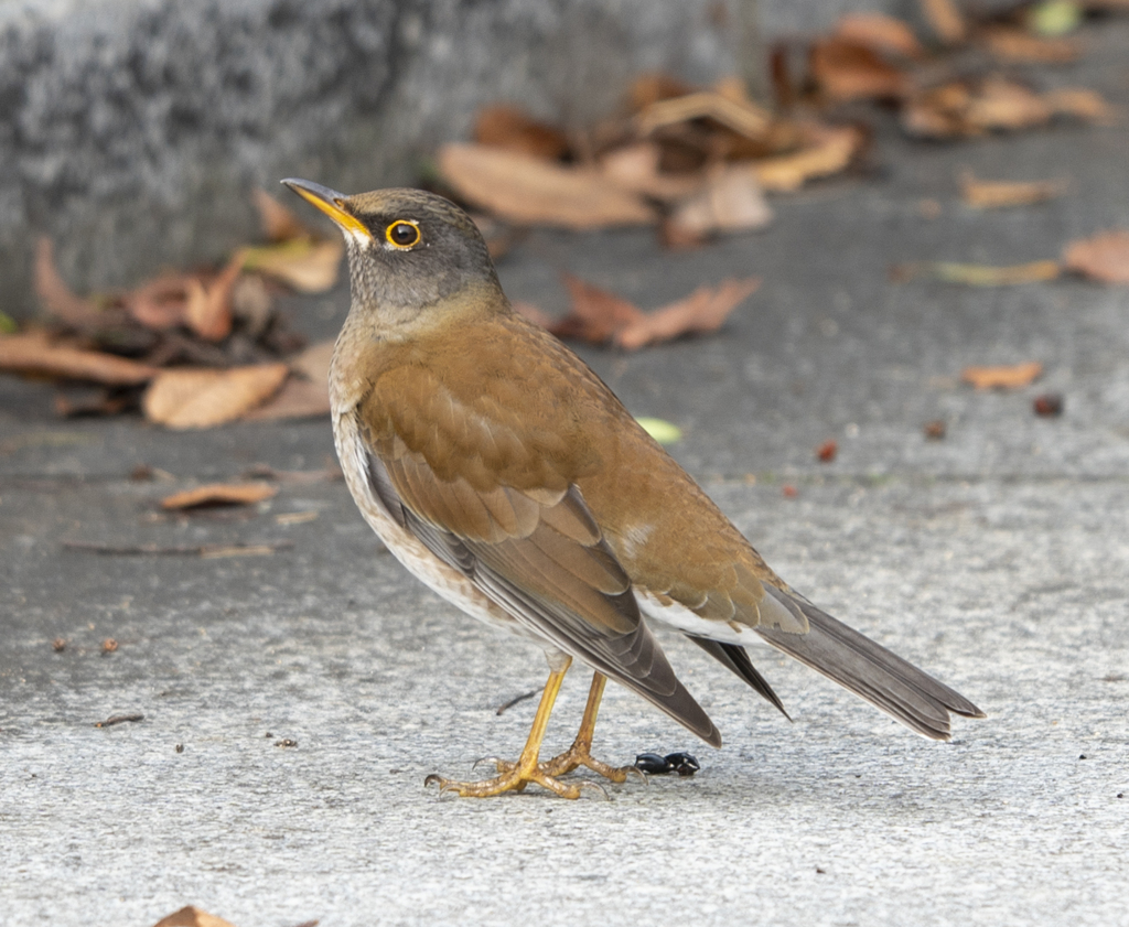 シロハラ（中央公園の野鳥）