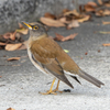 シロハラ（中央公園の野鳥）