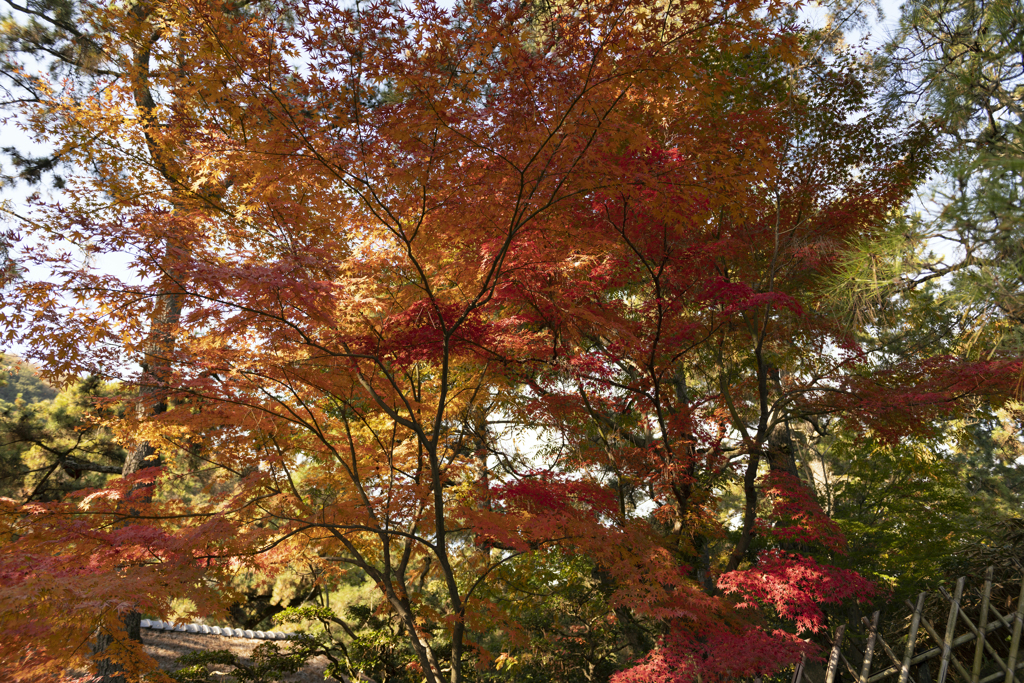 栗林公園の紅葉