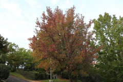 峰山公園の紅葉