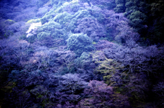 日本の山色