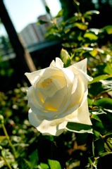 白バラ