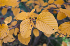 黄葉