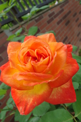 スイートオレンジ