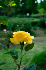 黄バラ
