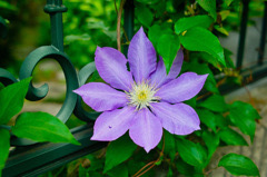 クレマチス