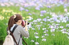 「あやめ、かきつばた、はなしょうぶ・・・」