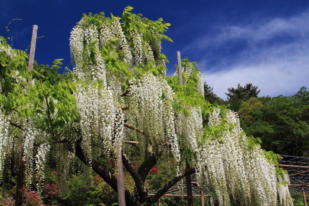 wistaria, majestically