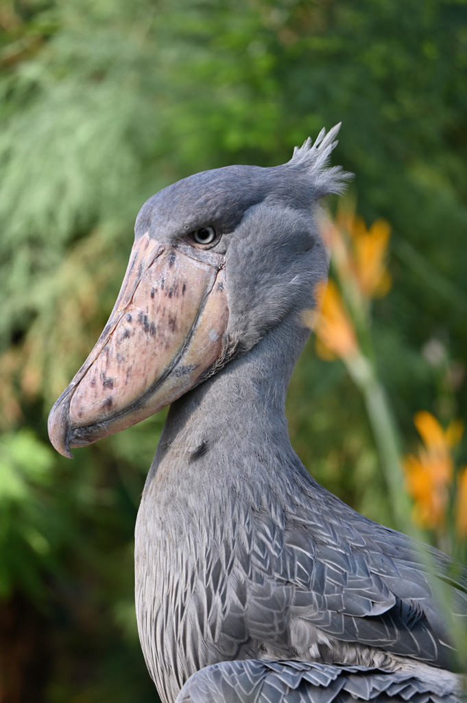 Shoebill