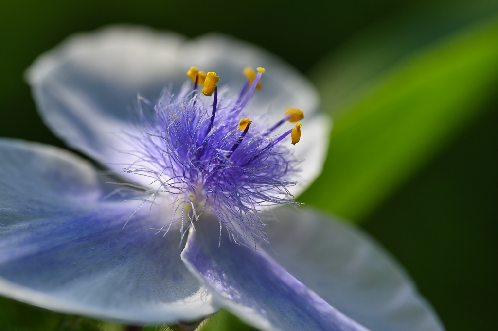 Tradeescantia ohiensis