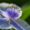 Tradeescantia ohiensis
