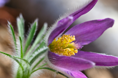 Pasque flower