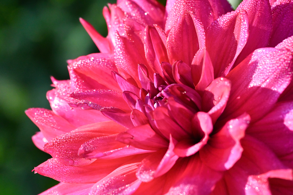 dahlia