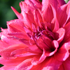 dahlia